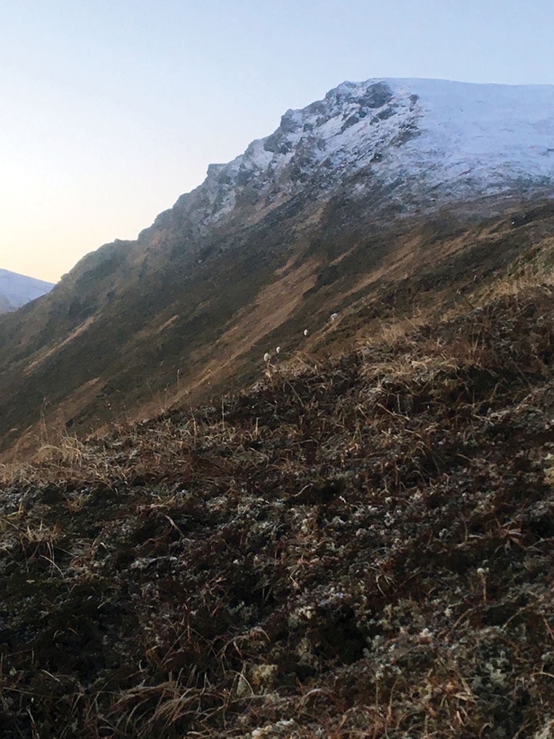 The final stalk up to the goats required the hunters to crawl on their hands and knees for close to 300 yards to get into shooting position.